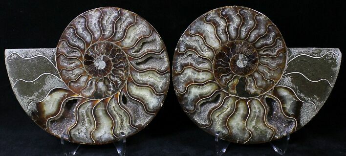 Cut/Polished Ammonite Pair - Agatized #21789